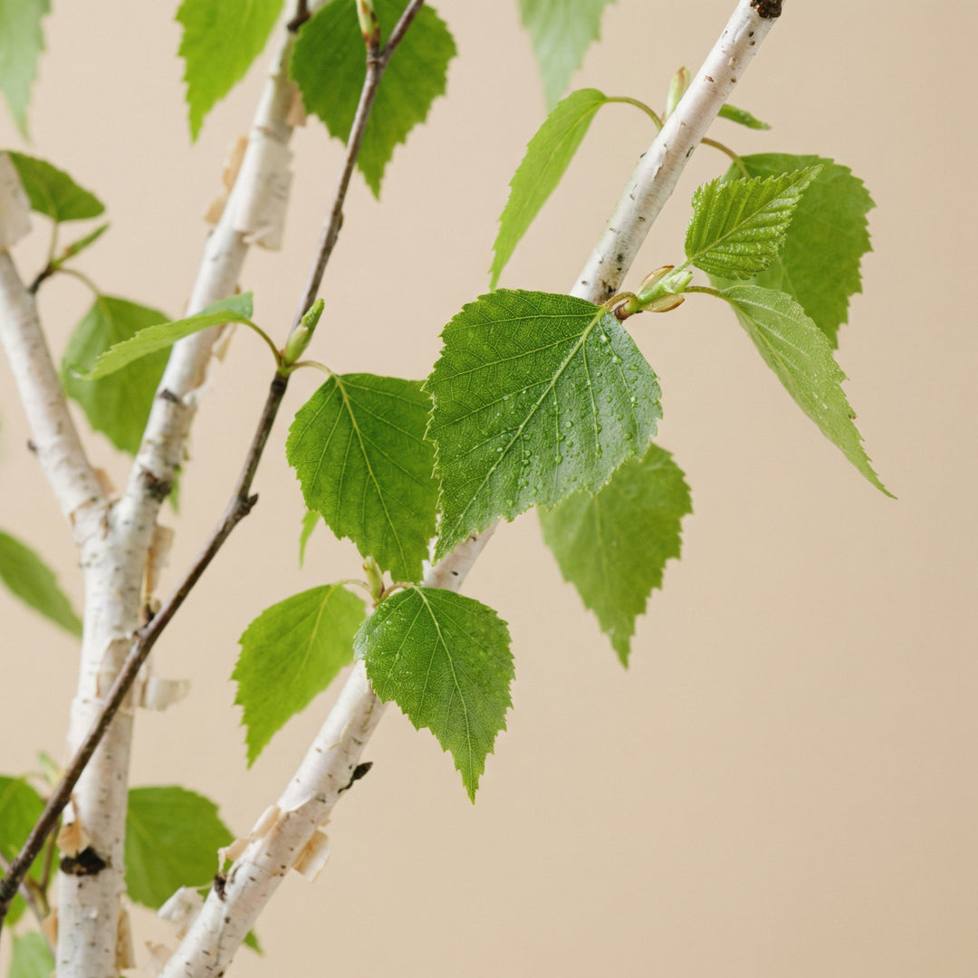 White birch leaf extract - 200 mg