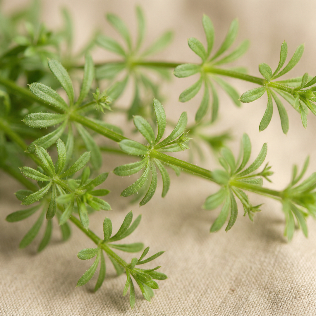 Cleavers extract - 200 mg